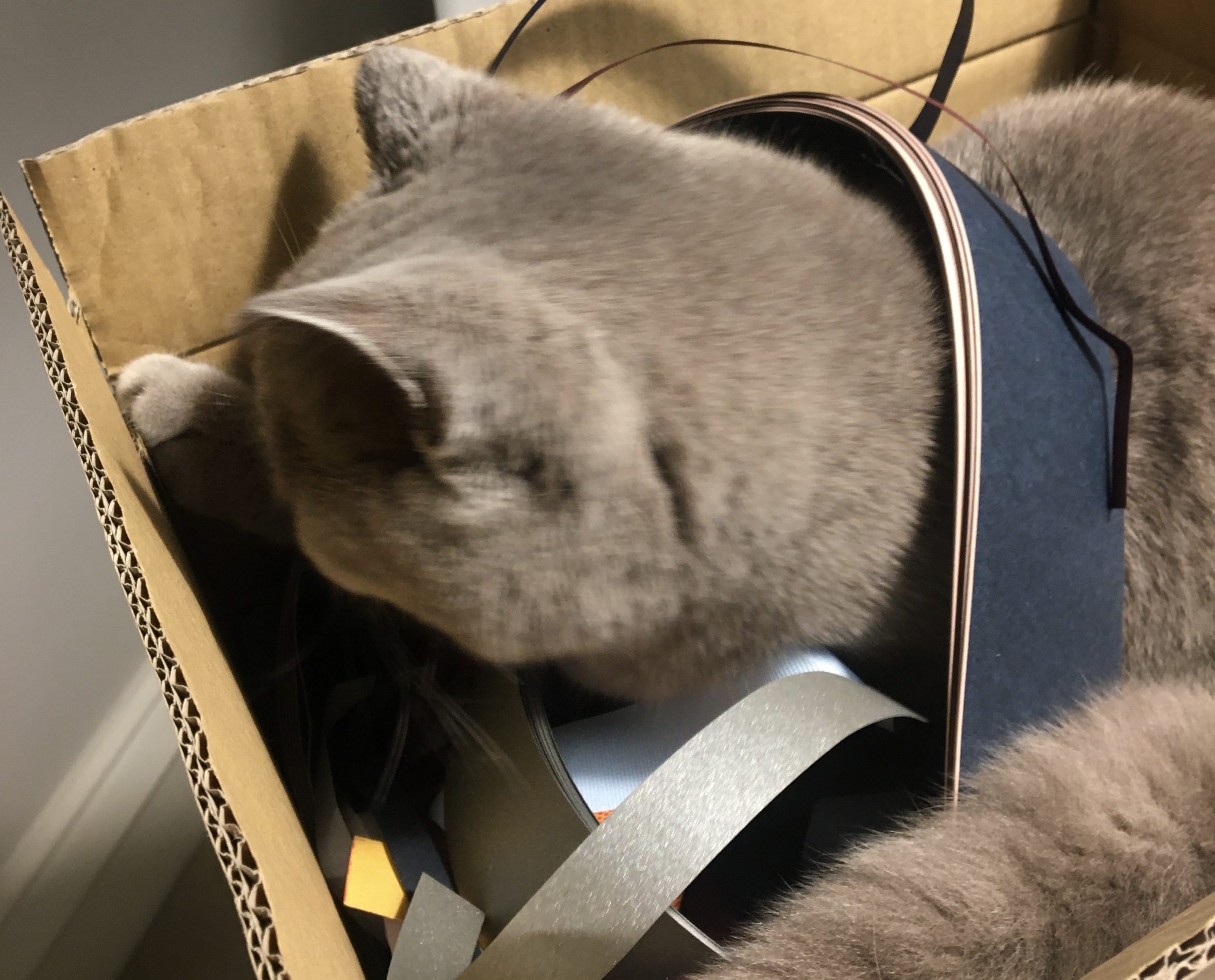 Cat inspecting paper